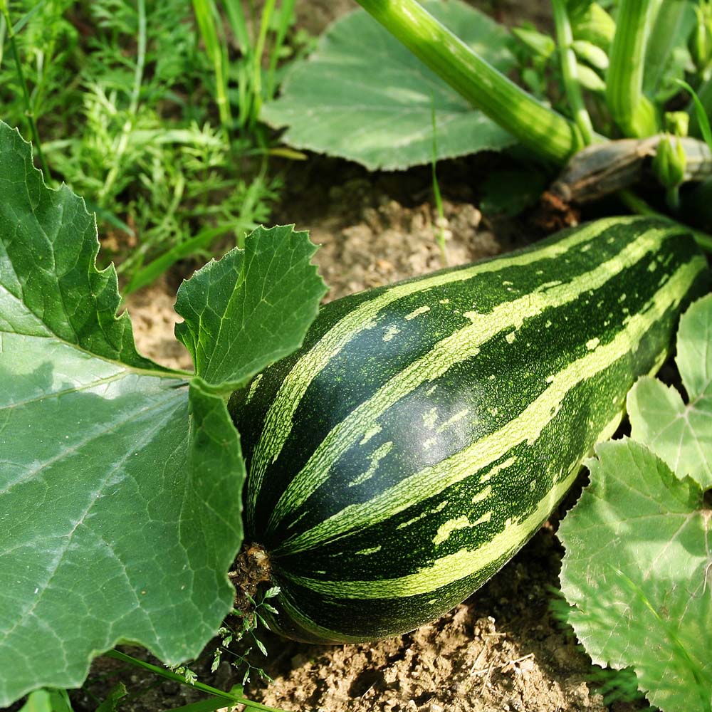 Marrow 'Green Bush' (Seeds)