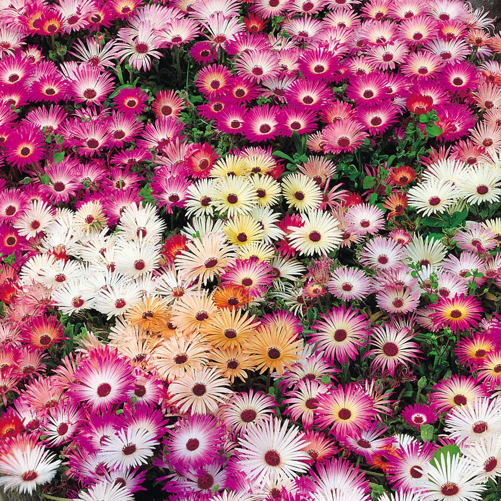 Mesembryanthemum criniflorum 'Magic Carpet Mixed' (Seeds)