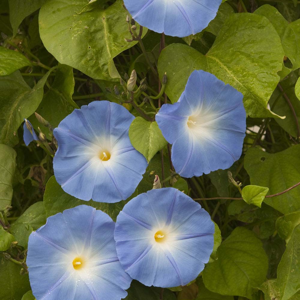 Morning Glory 'Heavenly Blue' (Seeds)