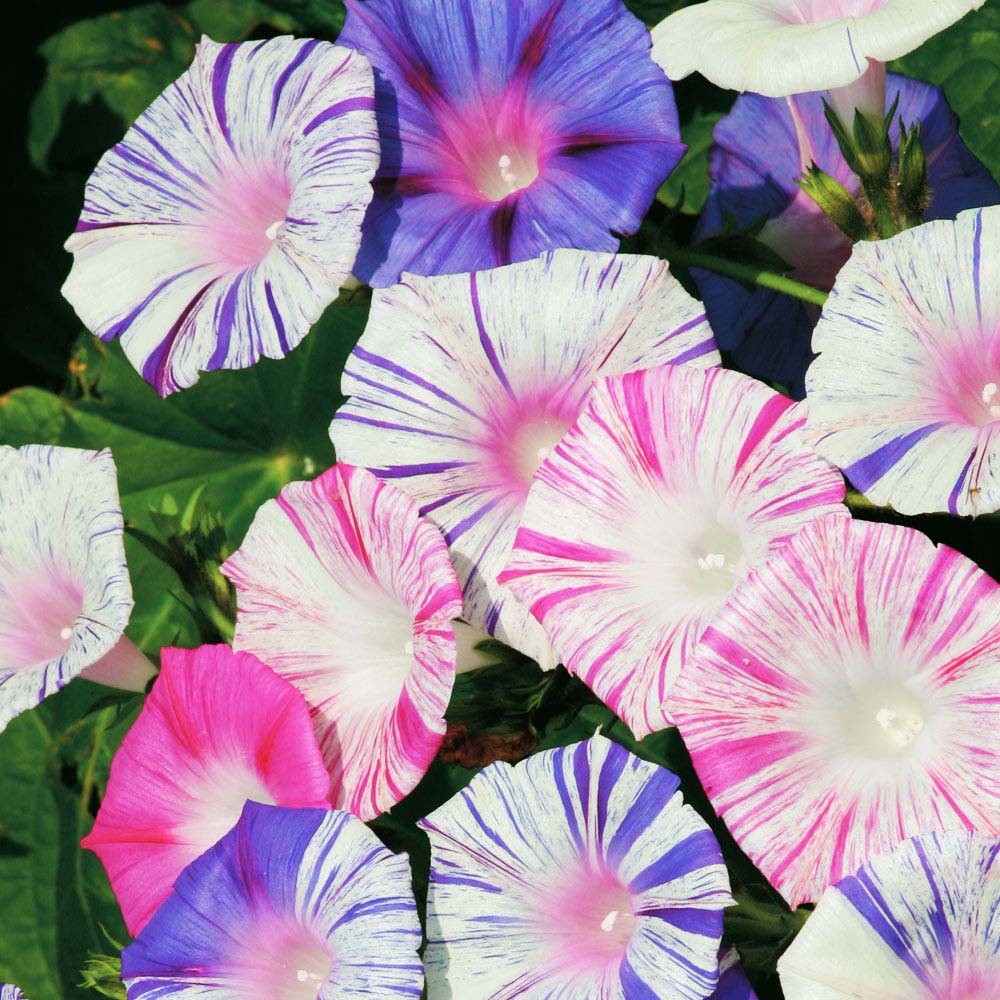 Morning Glory 'Kiss Me Quick' (Seeds)