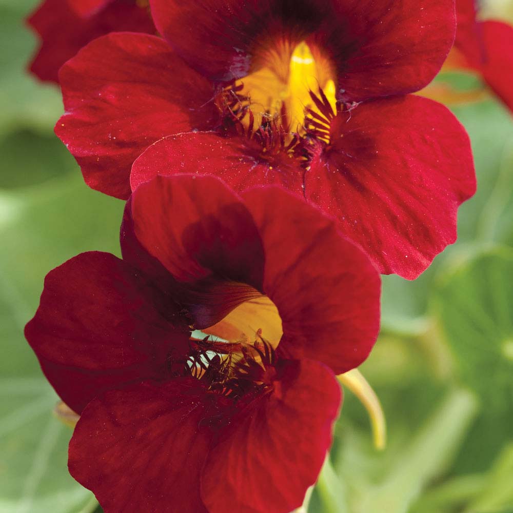 Nasturtium 'Black Velvet' (Seeds)