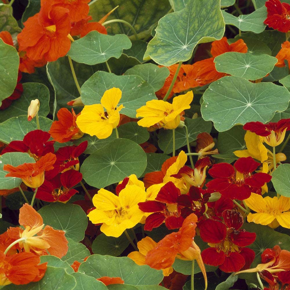 Nasturtium 'Dwarf Mixed' (Seeds)