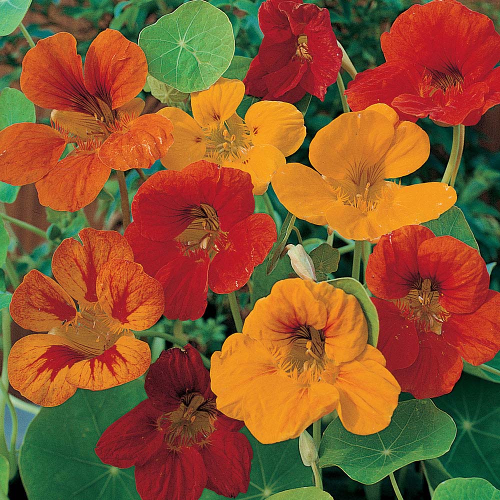 Nasturtium 'Tom Thumb' (Seeds)