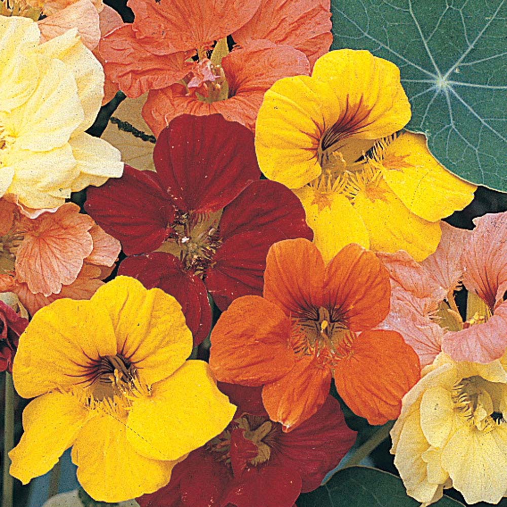 Nasturtium 'Alaska Mixed' (Seeds)