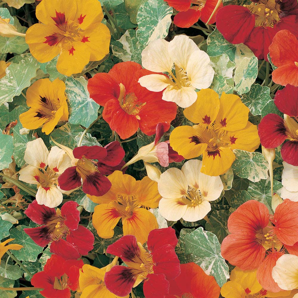 Nasturtium 'Jewel of Africa' (Seeds)