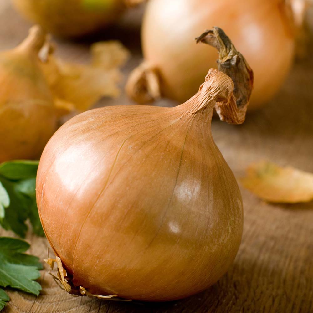Onion 'Ailsa Craig' (Giant/Show Vegetable) (Seeds)