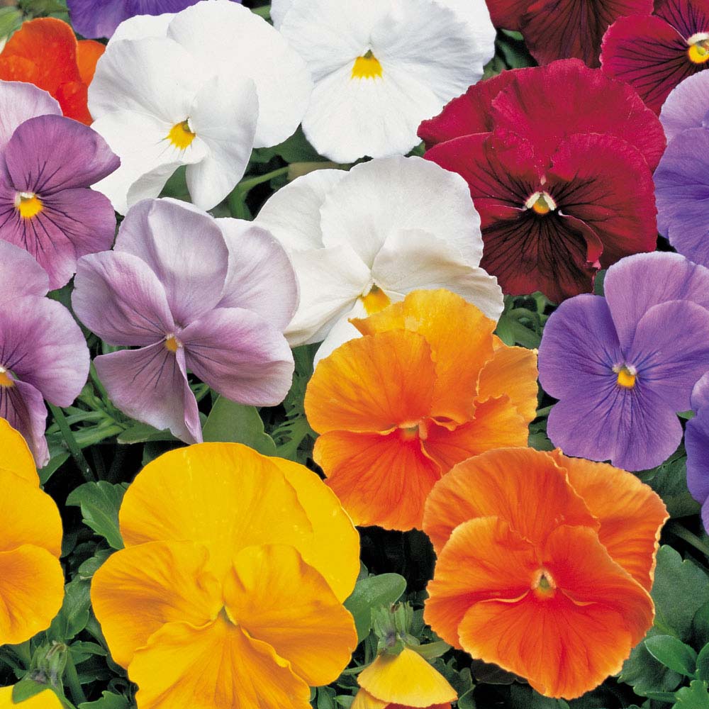 Pansy 'Clear Crystal Mixed' (Seeds)