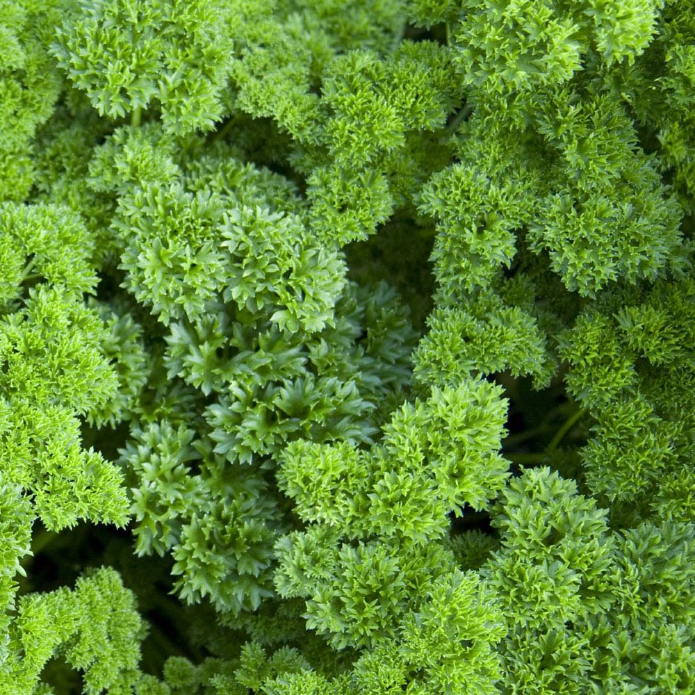 Parsley 'Champion' (Seeds)