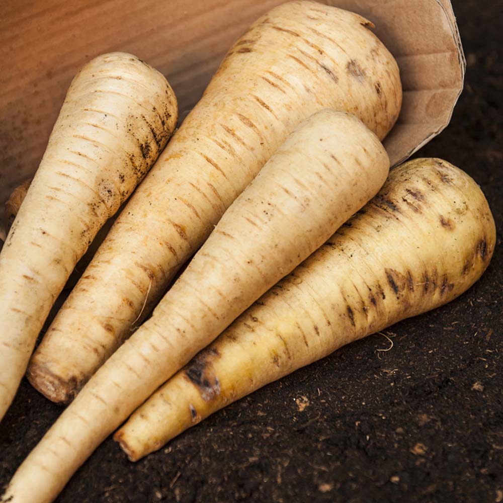 Parsnip 'Tender and True' (Seeds)