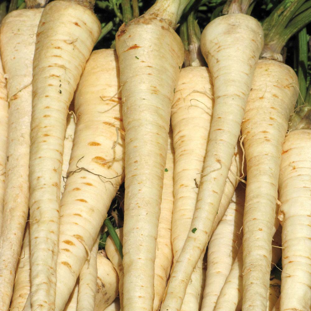 Parsnip 'Gladiator' F1 Hybrid (Seeds)