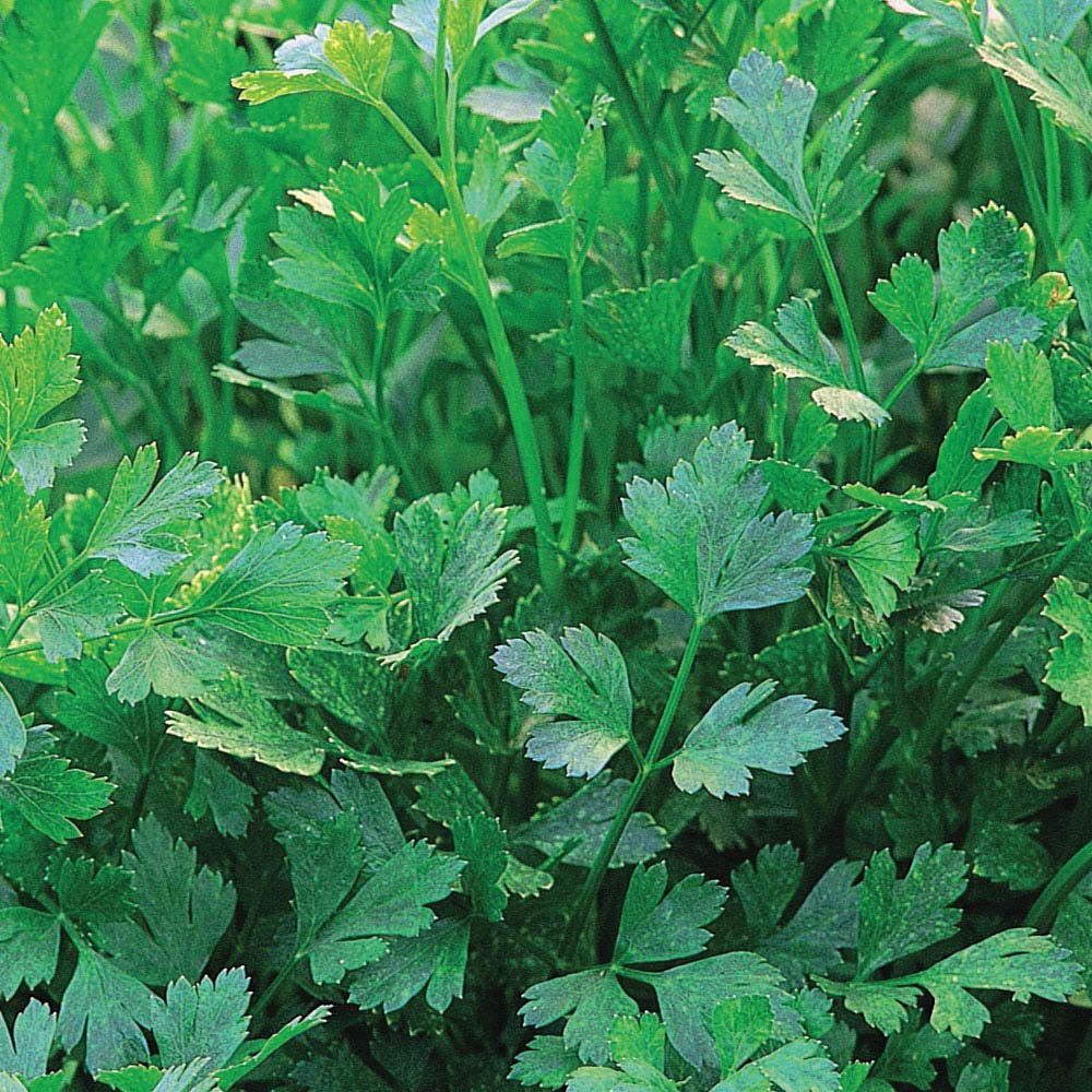 Parsley 'Plain Leaved (Sheeps) 2' (Flat Leaved) (Seeds)