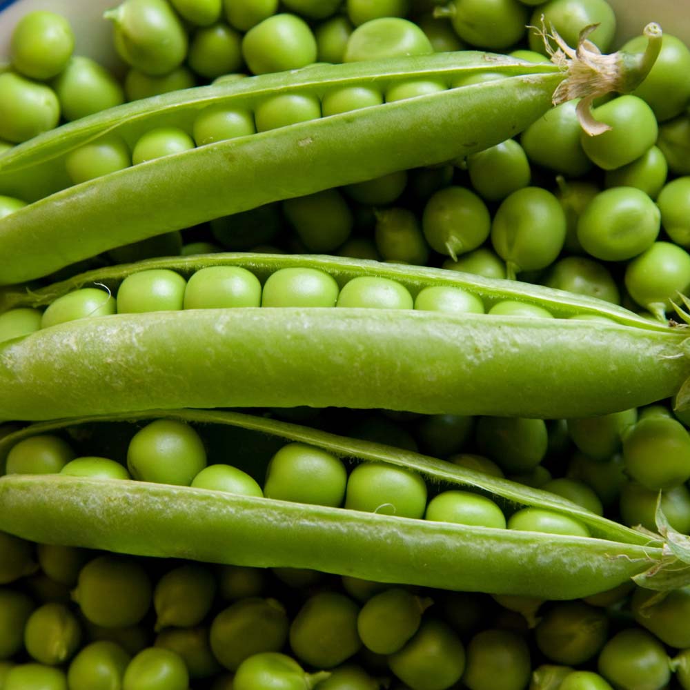 Pea 'Rondo' (Maincrop) (Seeds)