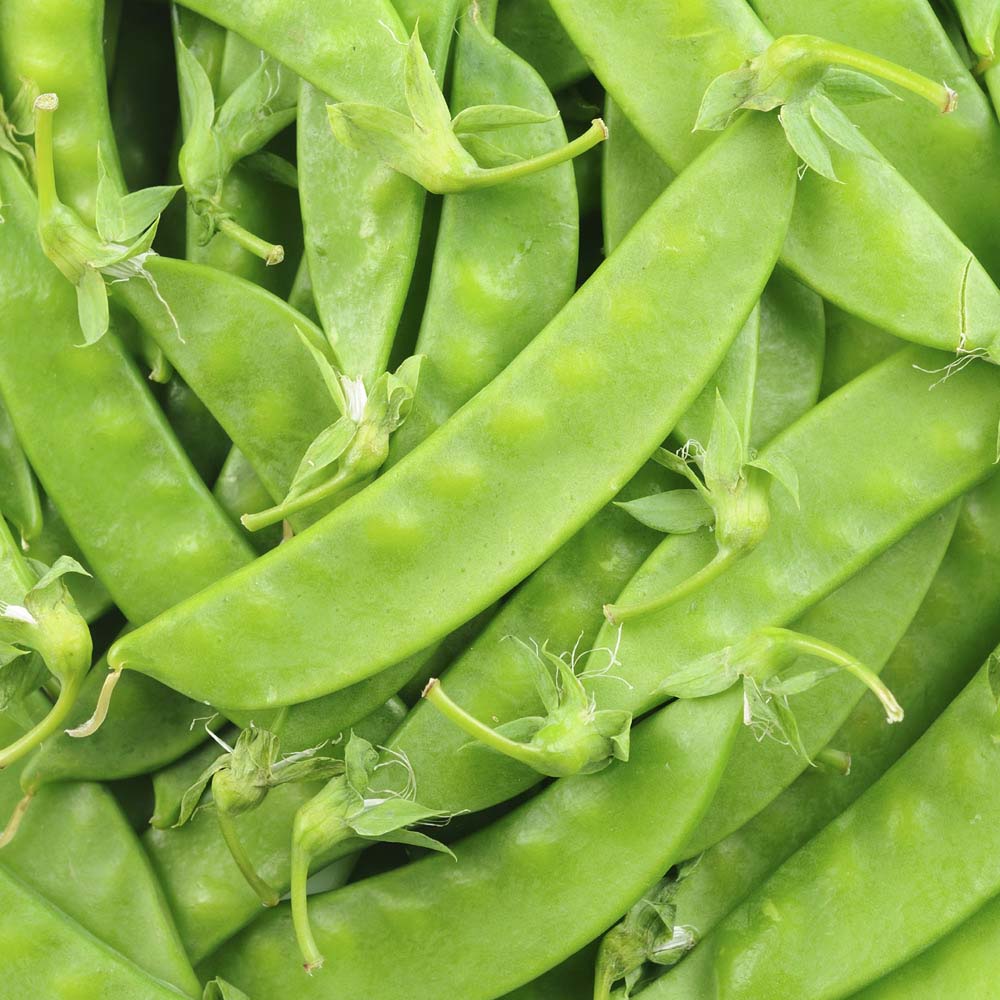 Pea 'Oregon Sugar Pod' (Mangetout) (Seeds)