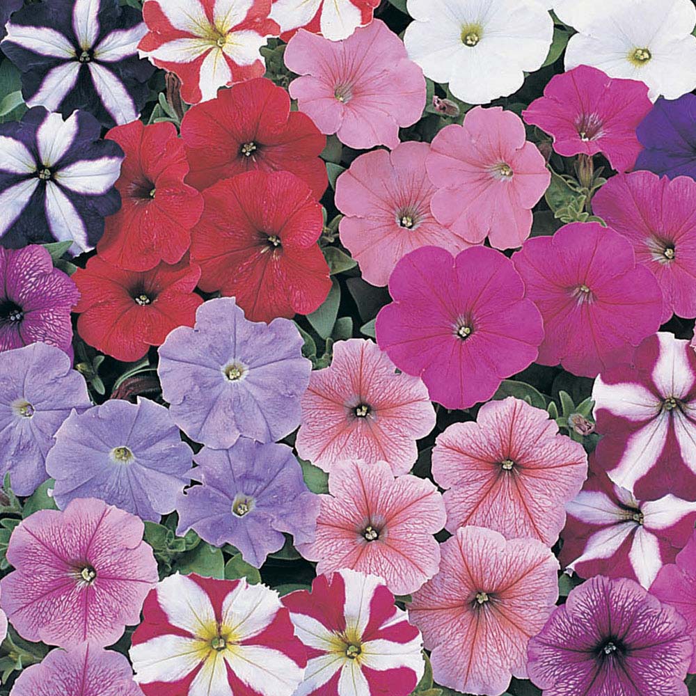 Petunia 'Rainbow Mixed' F2 Hybrid (Seeds)