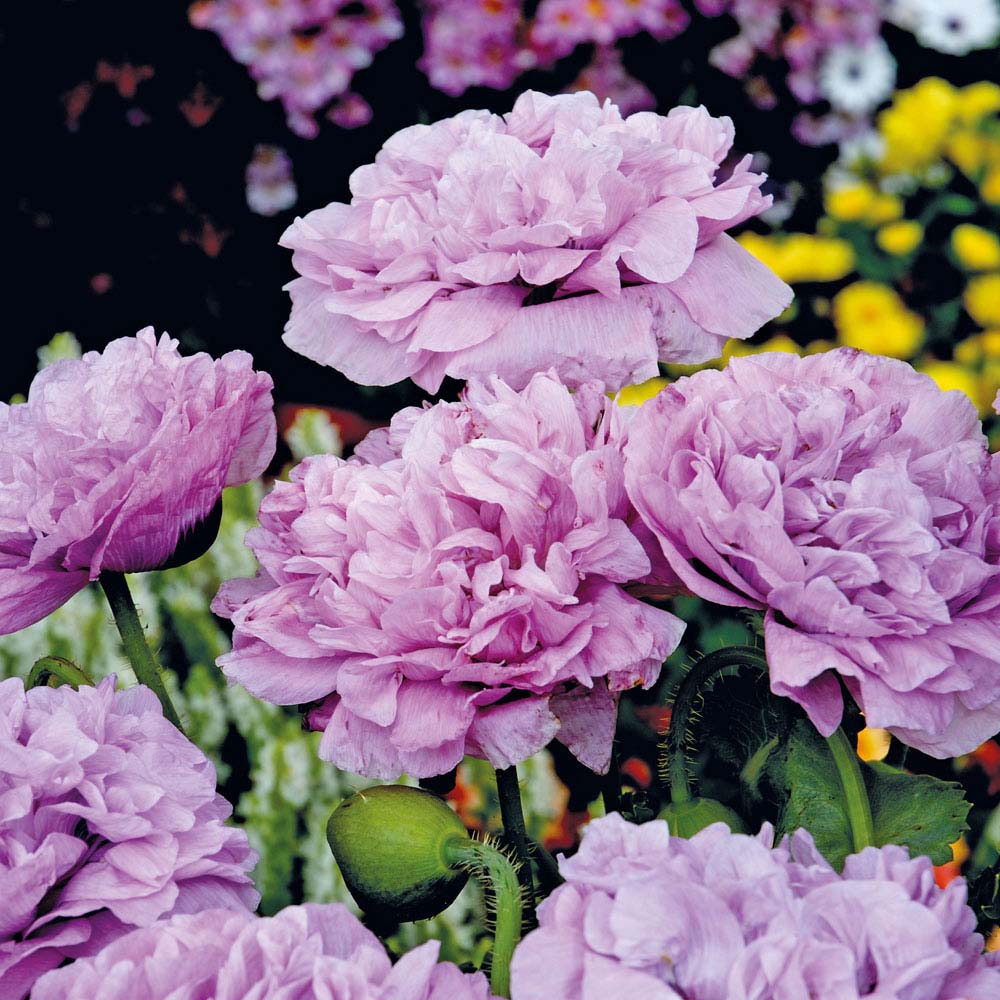 Poppy 'Candy Floss' (Paeoniiflorum group) (Seeds)