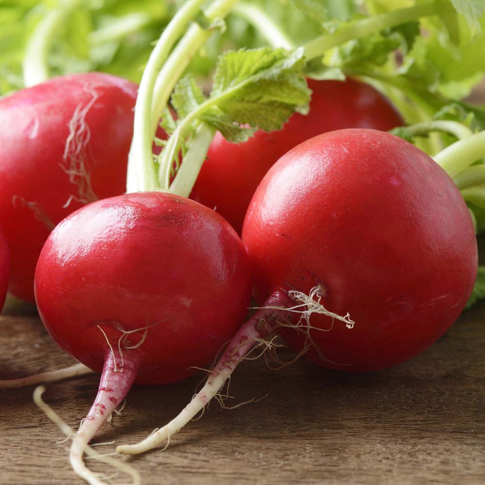 Radish 'Scarlet Globe' (Seeds)