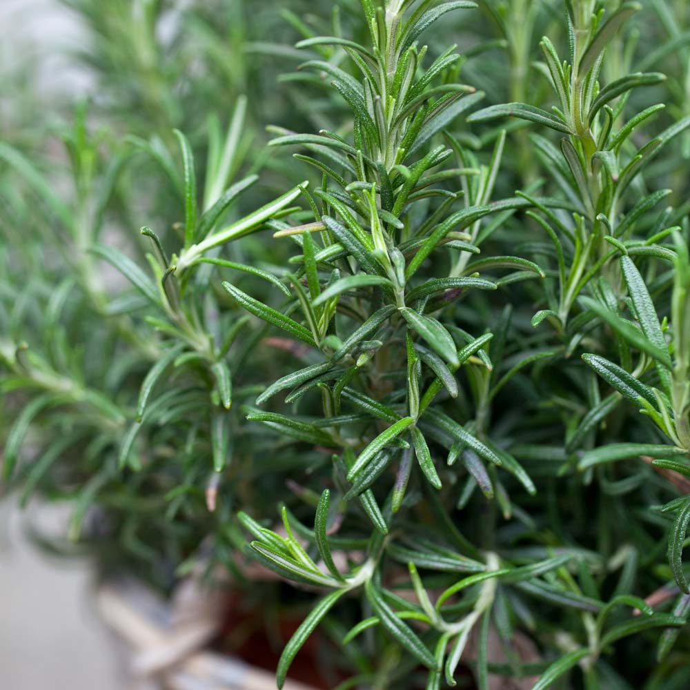 Rosemary (Seeds)