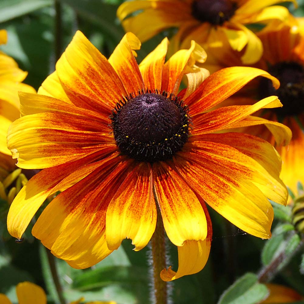 Rudbeckia hirta 'Marmalade' (Seeds)