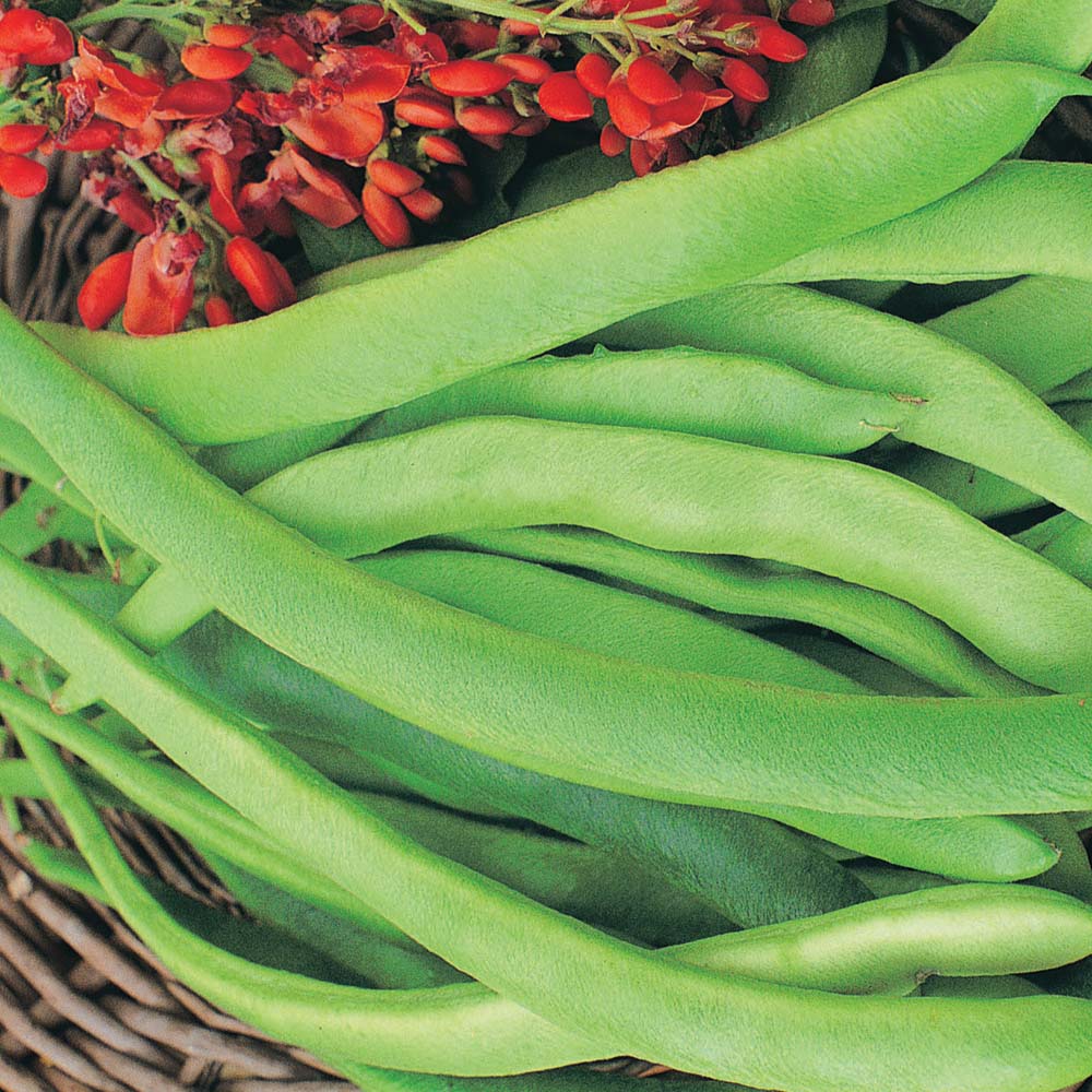 Runner Bean 'Enorma' (Seeds)