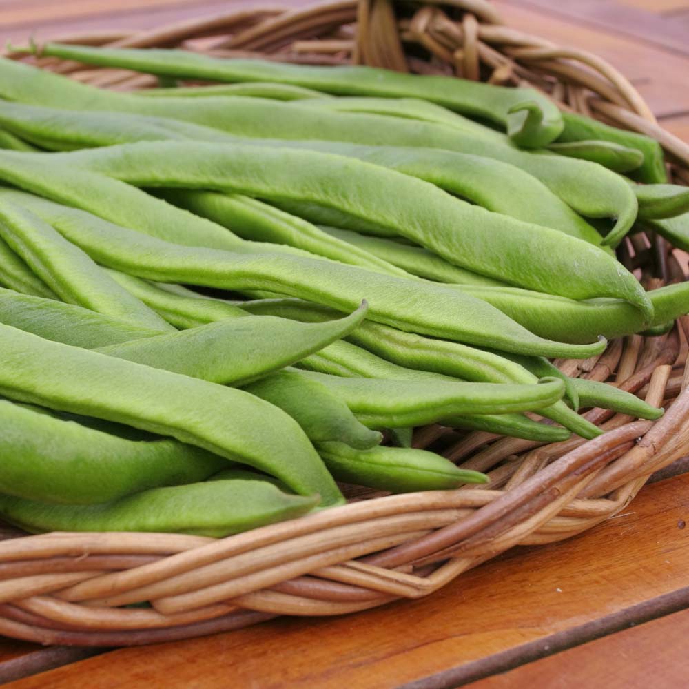 Runner Bean 'Desiree' (Seeds)