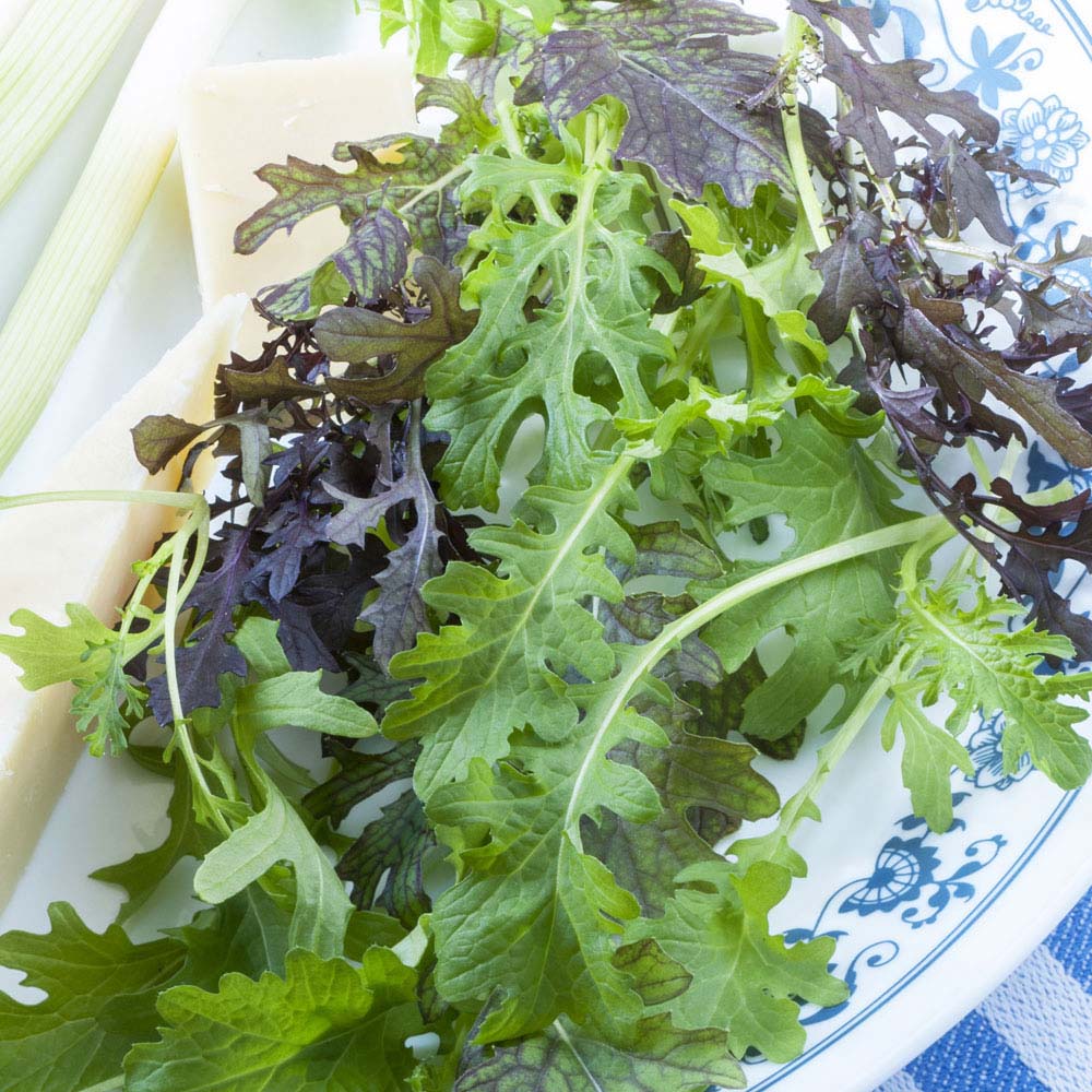 Salad Leaves 'Spicy Mix' (Seeds)