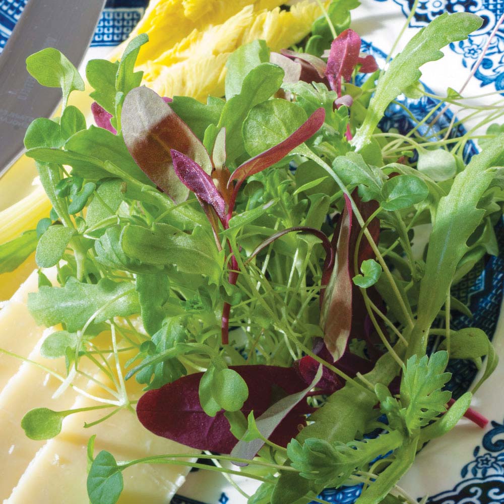 Salad Leaves 'Express Mix' (Seeds)