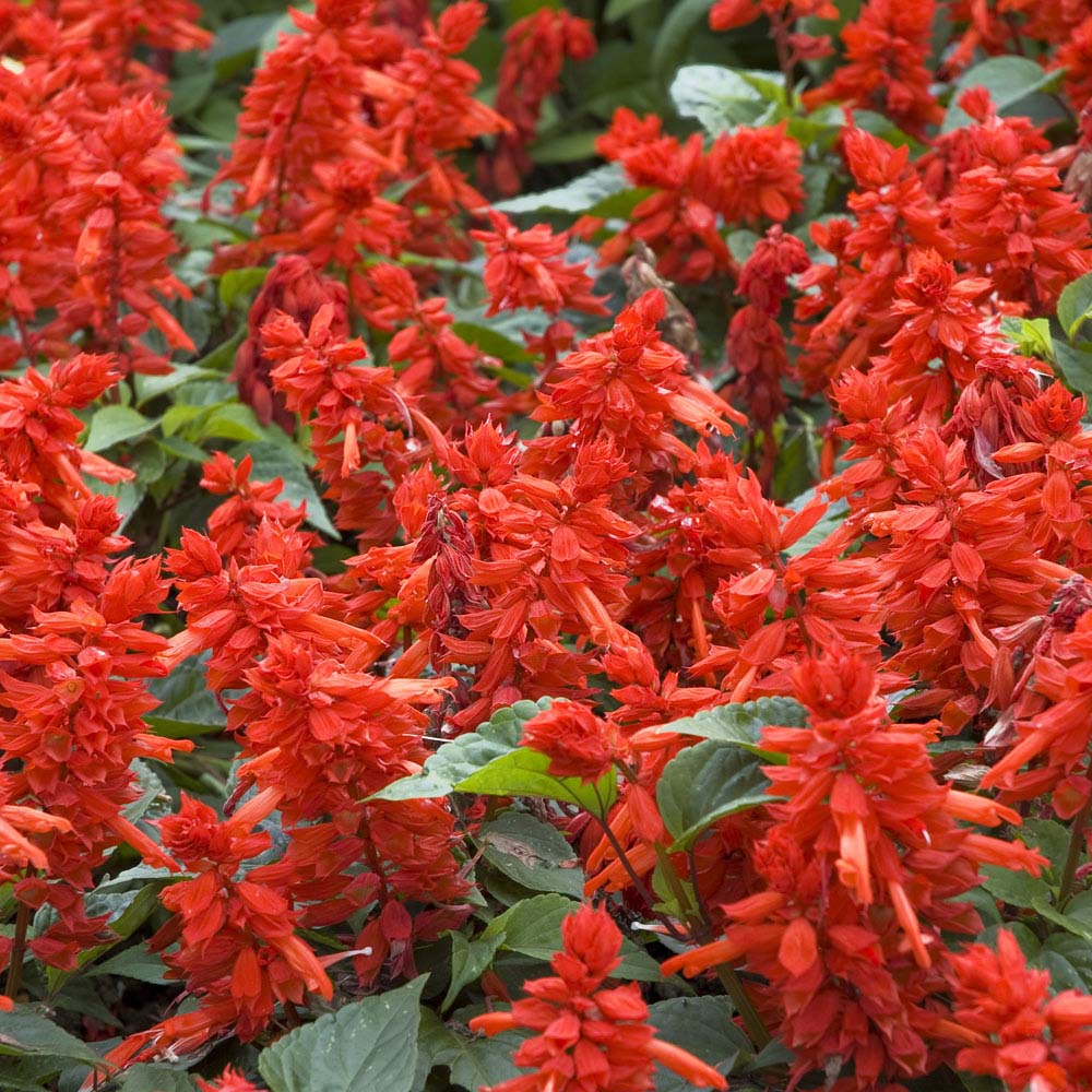 Salvia splendens 'Blaze of Fire' (Seeds)