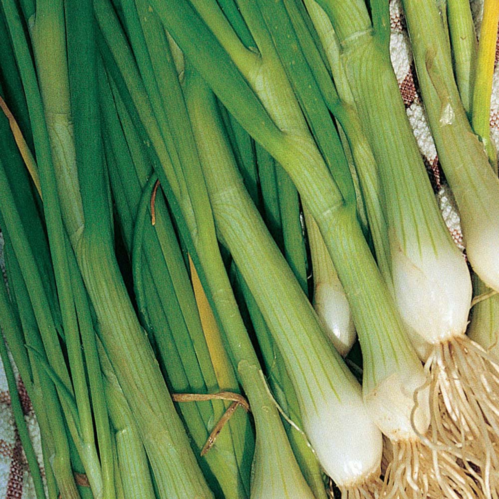 Spring Onion 'White Lisbon' (Seeds)