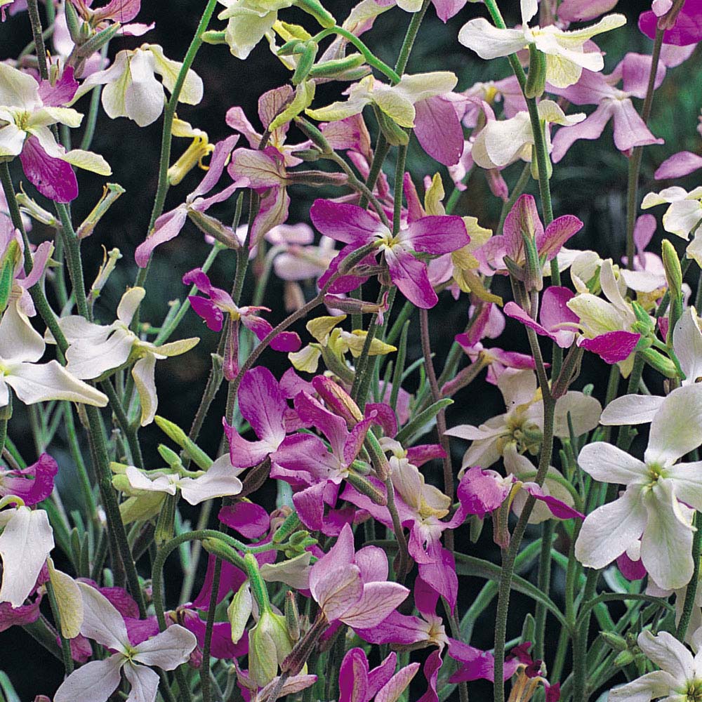 Stock 'Night Scented' (Seeds)