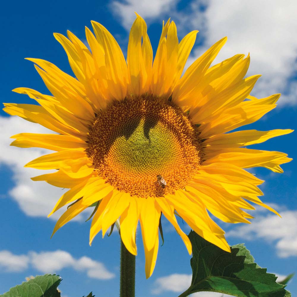 Sunflower 'Colossus' (Seeds)