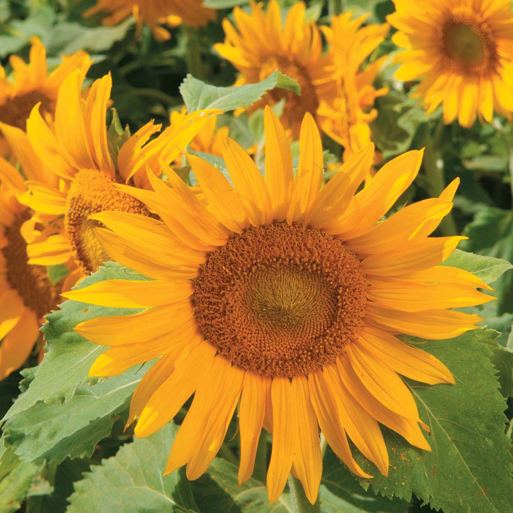 Sunflower 'Irish Eyes' (Seeds)