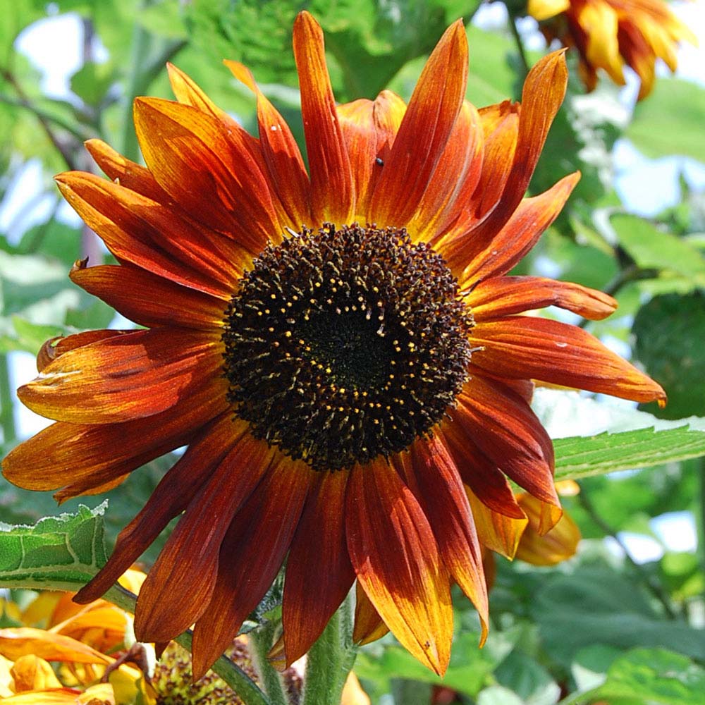 Sunflower 'Velvet Queen' (Seeds)