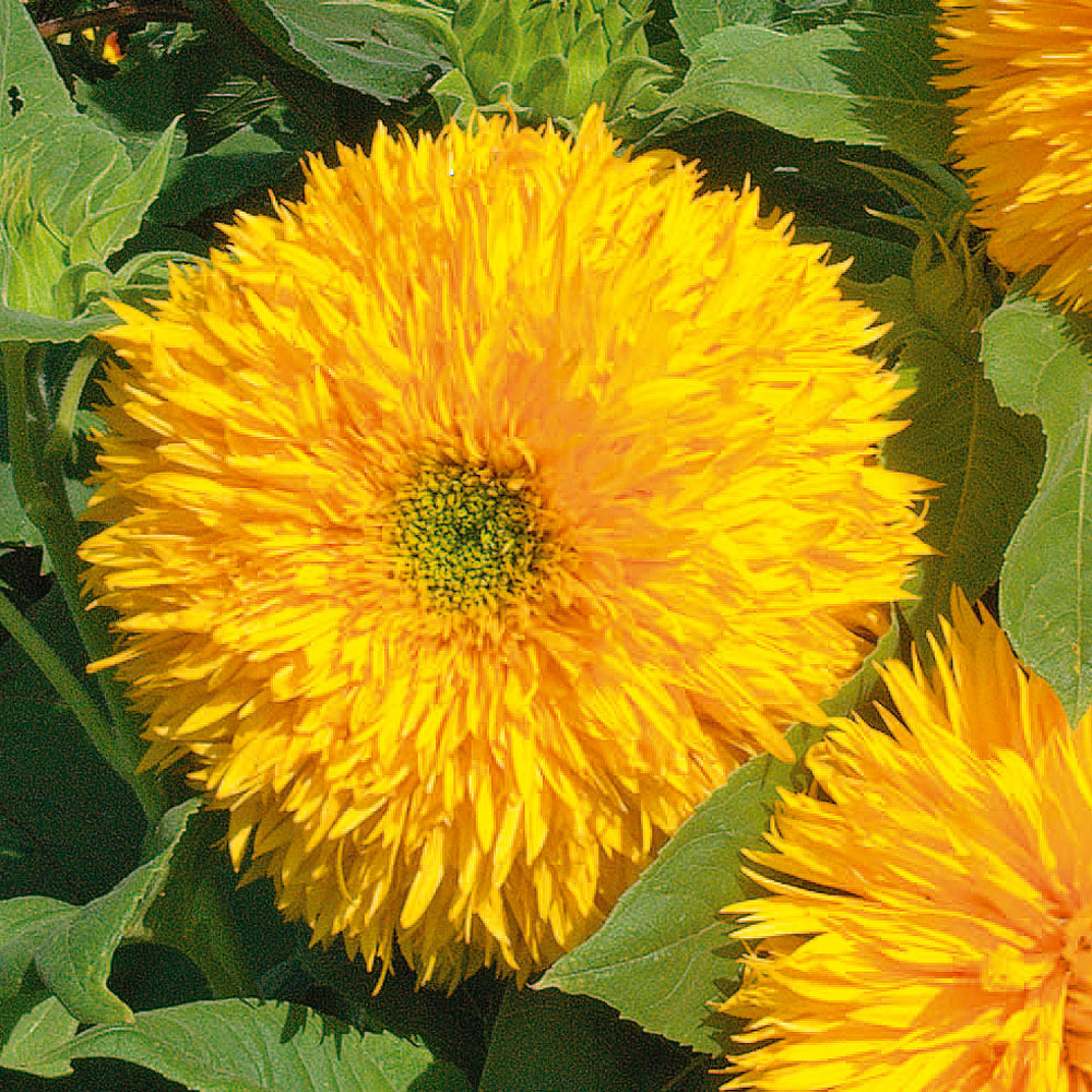 Sunflower 'Teddy Bear' (Seeds)