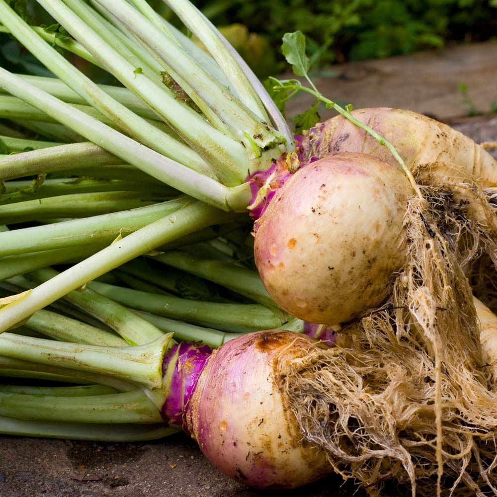 Swede 'Tweed' (Seeds)