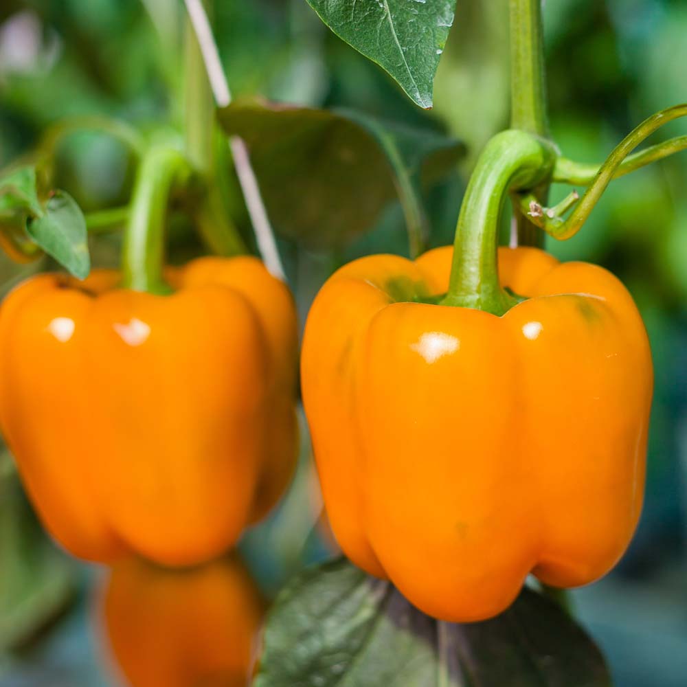 Pepper 'Gourmet' (Seeds)