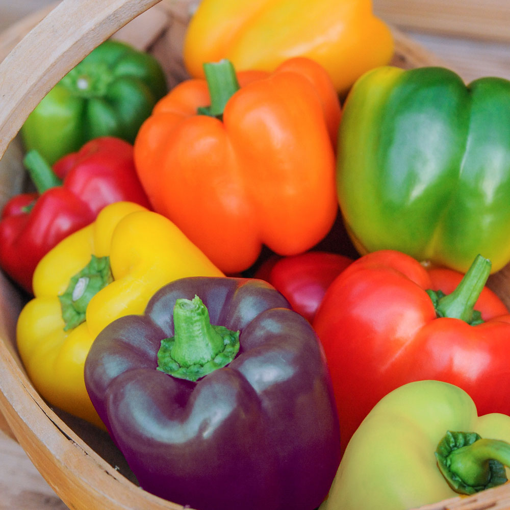 Sweet Pepper 'Mini Bell Mixed' (Seeds)