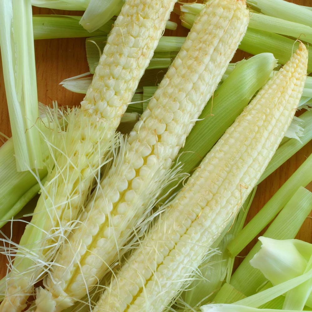 Sweetcorn 'Snobaby' (Seeds)