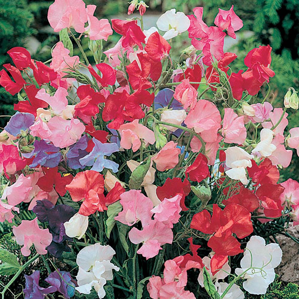 Sweet Pea 'Bijou Mixed' (Seeds)