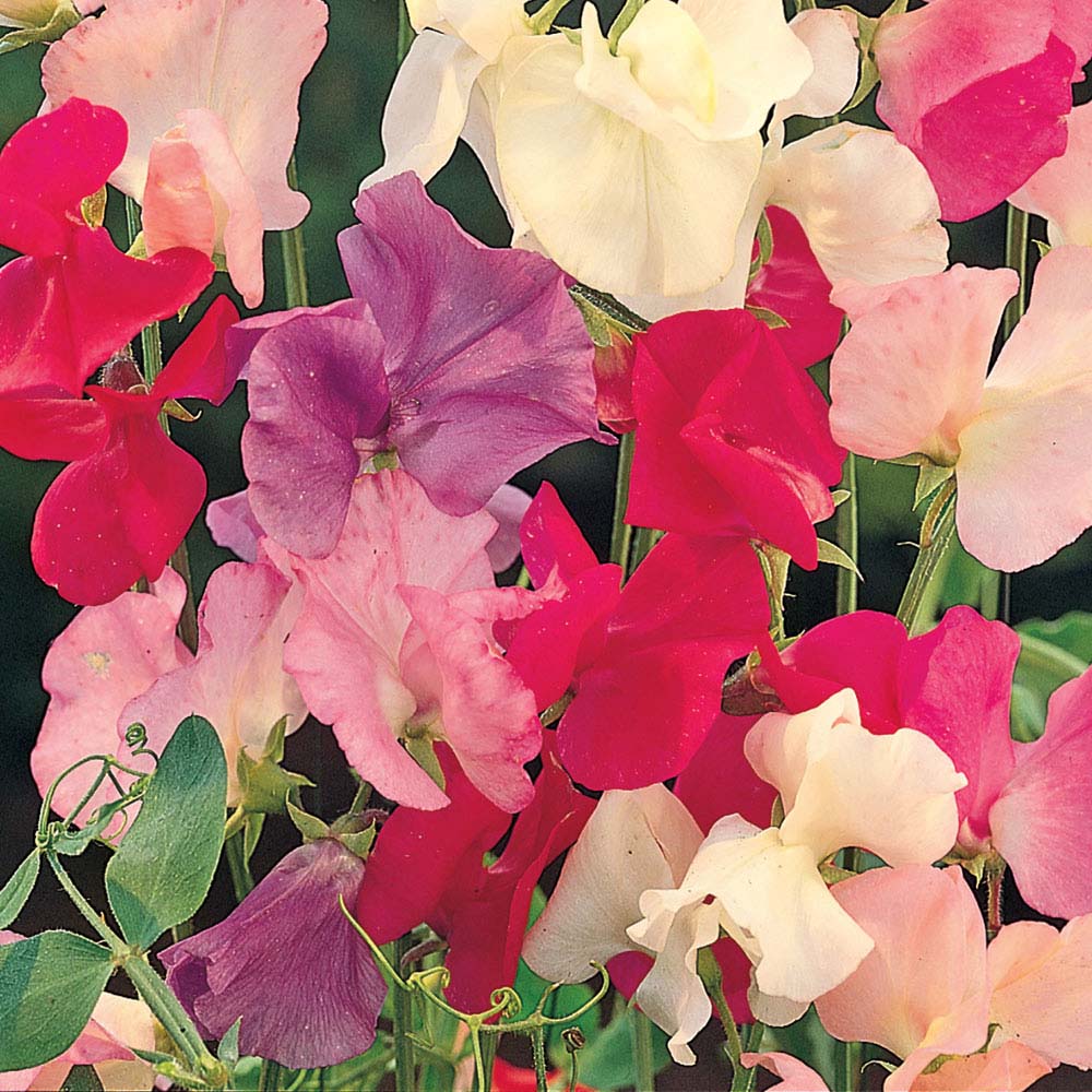 Sweet Pea 'Spencer Mix' (Seeds)