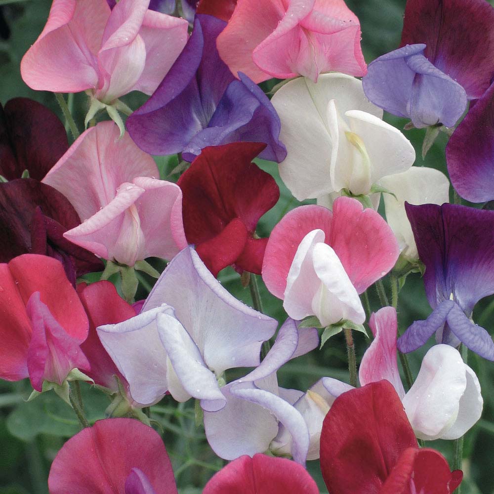 Sweet Pea 'Old Fashioned Scented Mix' (Seeds)