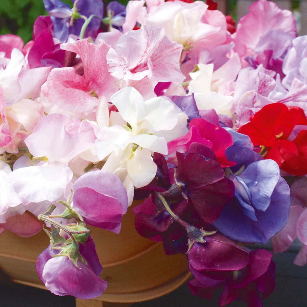 Sweet Pea 'Old Fashioned Ladies' (Seeds)