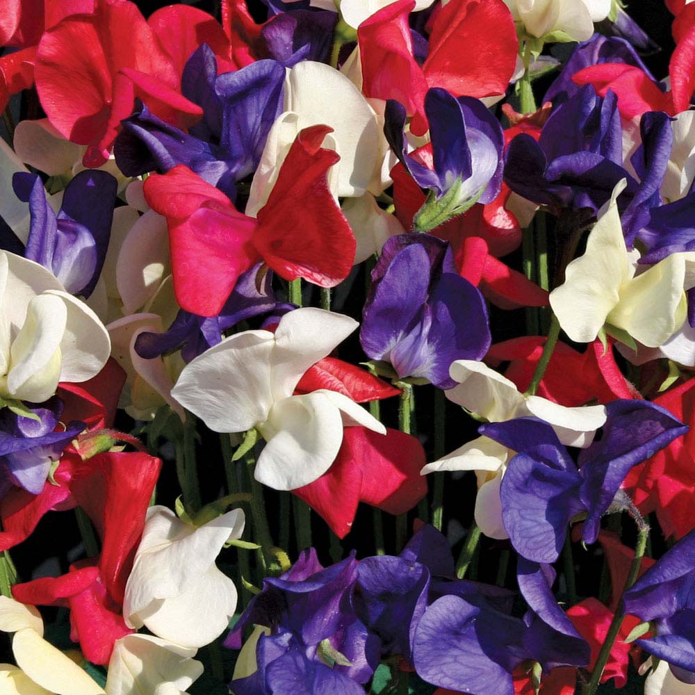 Sweet Pea 'Coronation Festival' (Seeds)