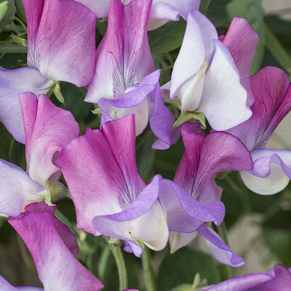 Sweet Pea 'Old Fashioned Scented Bi&#45;Colour Mix' (Seeds)