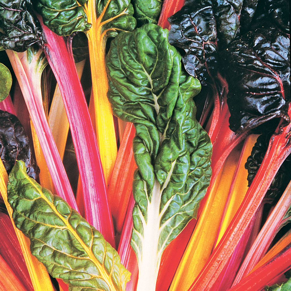 Swiss Chard 'Bright Lights' (Seeds)