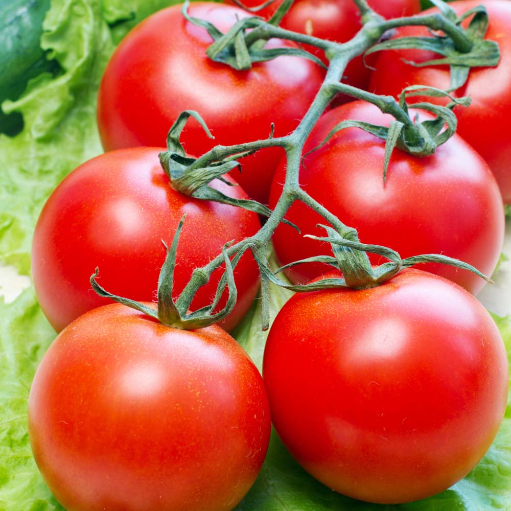 Tomato 'Gardener's Delight' (Seeds)