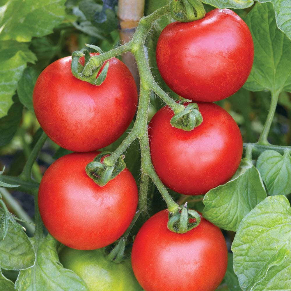 Tomato 'Ailsa Craig' (Seeds)