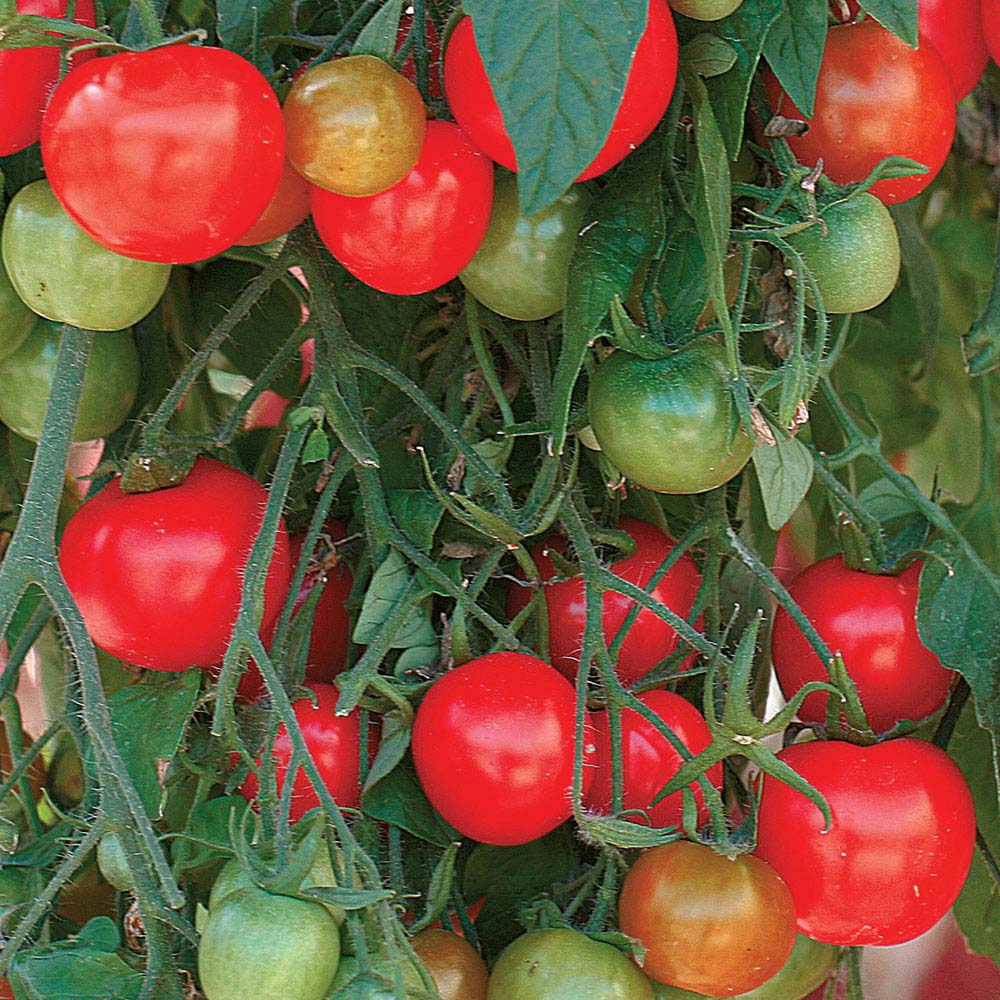 Tomato 'Tumbling Tom Red' (Seeds)