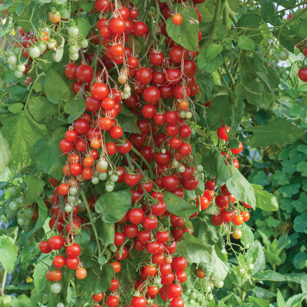 Tomato 'Sweet Million' F1 Hybrid (Seeds)