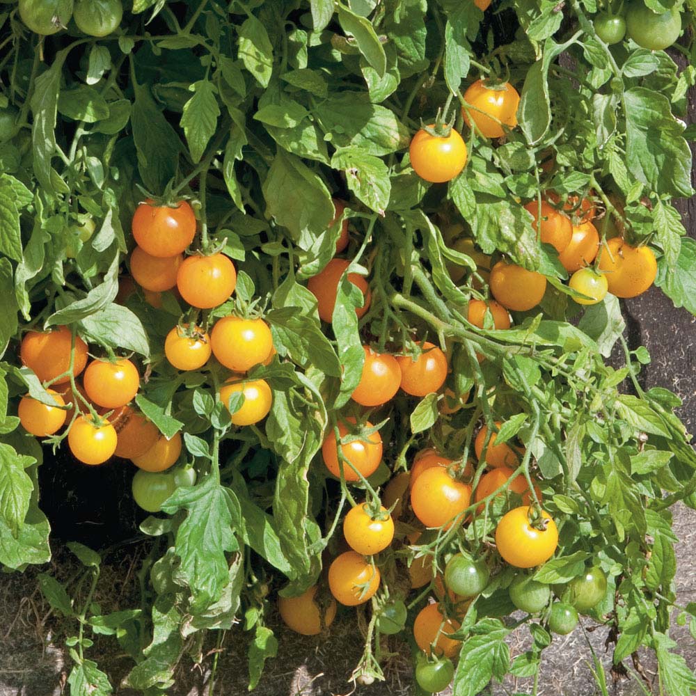 Tomato 'Golden Pearl' (Seeds)