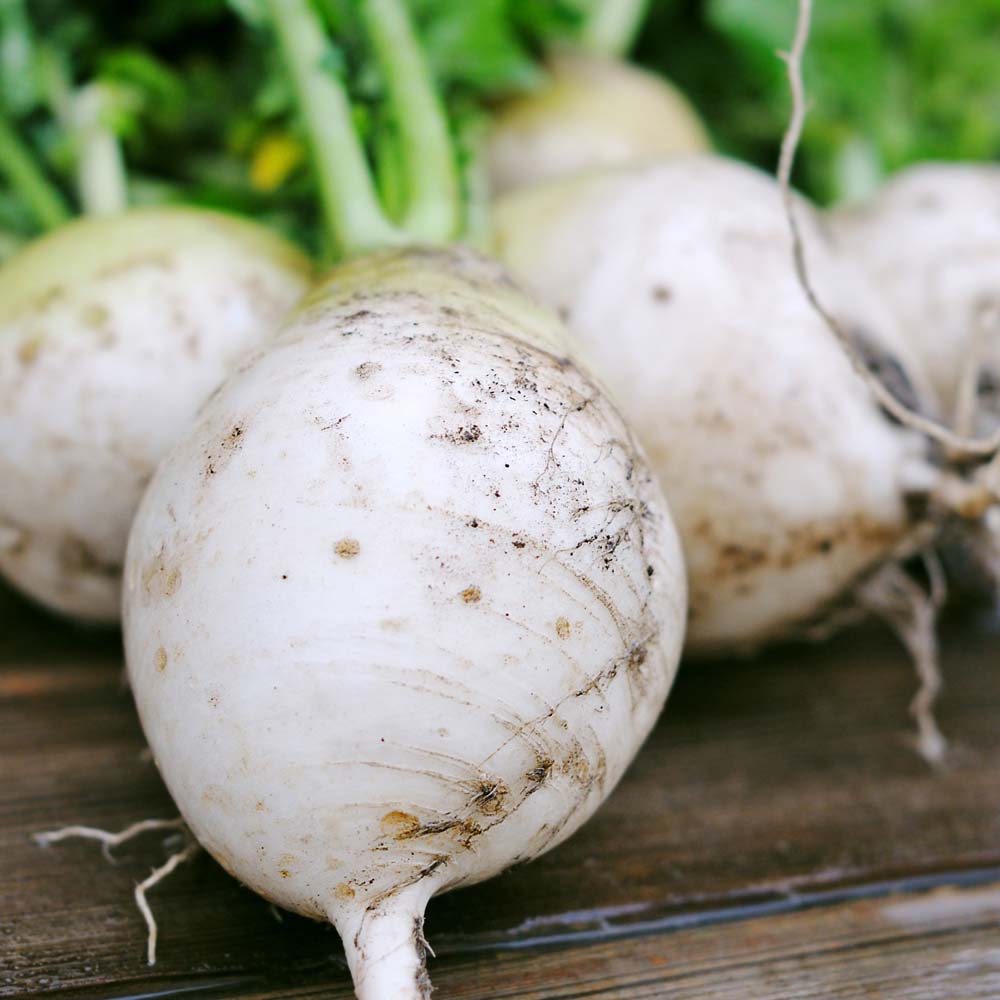 Turnip 'Snowball' (Seeds)